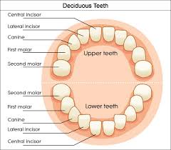 dental charts to help you understand the tooth numbering system