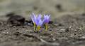 Signs of Ecological Recovery and Safer Roads in Spain Following Wildfires