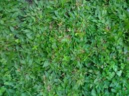 Pupuk yang akan digunakan ini akan bervariasi sesuai dengan fase perkembangan tanamanrumput gajah mini. Jenis Tanah Untuk Menanam Rumput Gajah Mini Artikel Pertanian Website Resmi Desa Mekarmulya