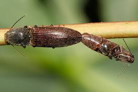 Der frißt, wenn die blattläuse aufgeputzt sind, gerne auch mal vegetarisch oder andere tierchen. Schnellkafer Der Trick Mit Dem Klick Nabu