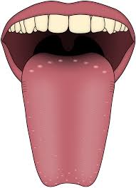 Bitter Taste In My Mouth Causes Human Tongue Human Tongue Bumpy Tongue Facts For Kids