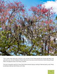 Image result for Cassia grandis