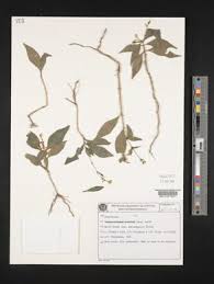 Image result for Pseuderanthemum ludovicianum