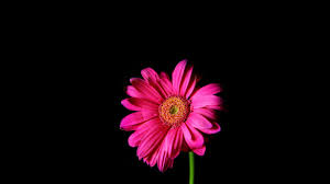 If you have one of your own you'd like to share, send it to us and we'll be happy to include it on our website. Black Background Daisy Flowers Pink Wallpaper 140541