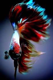 Pin On Aqua Creatures