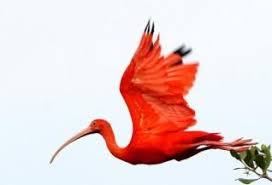 Birds Of The Same Feather Flock Together Essay Drawing Scarlet Ibis Google Search Ibis Scarlet Birds