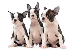 Look at pictures of boston terrier puppies who need a home. Boston Terrier Breeders In The United States And Canada Boston Terrier Society