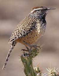 Birds Of Southern Arizona Book Since 1931the State Bird Of Arizona Is The Cactus Wren Cactus Wren Birds In The Sky Bird Life List