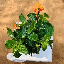 Image result for Crossandra infundibuliformis