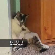 صور قطط مضحكة تنام في أماكن غير متوقعة على الإطلاق cats animals photo
