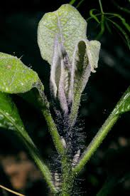 Image result for Solanum schumannianum