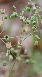 Image result for Spergula