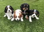 Cavalier King Charles Spaniel Puppies for Sale | Lancaster ...