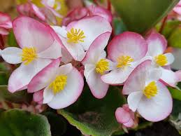 Browse through these ideas to find the best plant for your space. 41 Best Indoor Plants In India Plantdecors Blog