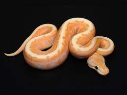 Coral Glow Cinnamon Spinner Morph List World Of Ball Pythons Ball Python Ball Python Morphs Snake Lovers