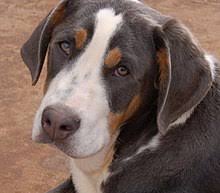 Our goal is to breed happy, healthy swissys that will be more than a great performance or working dog, but will be a wonderful companion. Greater Swiss Mountain Dog Wikipedia