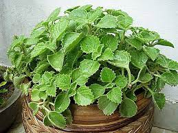 Cuban Oregano Live Plant Indian Borage Mexican Mint Caribbean Product Oregano Plant Plants Herb Seeds