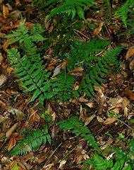 Image result for Athyrium lewalleanum