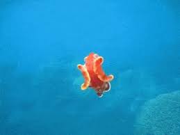 You can choose the most popular free sea slug gifs to your phone or computer. Spanish Dancer Gif On Imgur