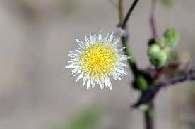 Image result for Sonchus wilmsii