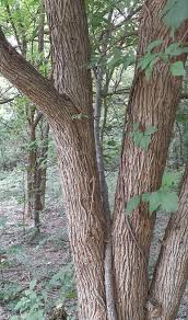 Image result for Maclura