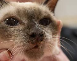 Image of Upper respiratory infection in cats