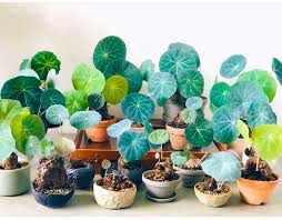 Image result for Stephania cyanantha