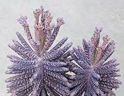 Kalanchoe Daigremontiana Mother Of Thousands Or Kalanchoe Delagoensis Mother Of Millions Chandelier Plant In 2020 Plants Unusual Plants Toxic Plants For Cats