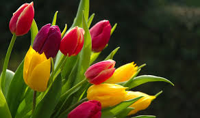 Good day, on this site you can quickly and conveniently download free wallpapers for your desktop. 30 Beautiful Flower Wallpapers