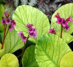 Image result for Bergia mossambicensis