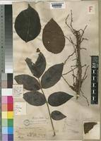 Image result for Lannea schimperi