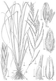 Image result for Dinebra caudata