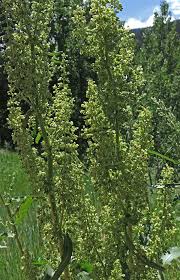 Image result for Rumex