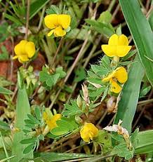 Image result for Smithia erubescens