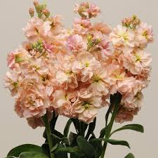 Pin On Florals