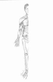 Our human skeletal system is made up of about 300 bones at birth. Artstation Bones Muscles And Skin Human Body Sketch Mayra Alicia Gonzalez
