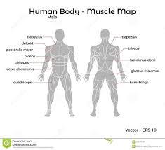 If you shorten the front of the body and round forward (just like you do in the abdominal crunch), you will feel it working. Photo About Male Human Body Muscle Map With Major Muscle Names Front And Back Vector Eps 10 Illustration Human Body Muscles Body Muscles Names Muscle Names