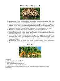 Antara xilem dan anggrek memiliki akar rimpang, daun berdaginag dan sebagian dari jenisnya hidup secara epifit. Ciri Ciri Kacang Tanah