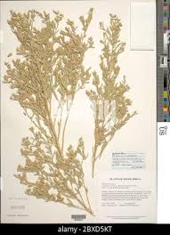 Image result for Pechuel-Loeschea leubnitziae