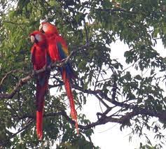 Scarlet Macaw / Geelvleugelara, Bokraaf