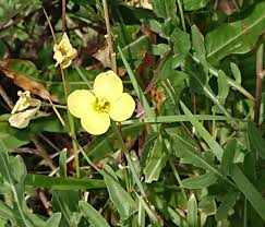 Image result for Diplotaxis tenuifolia