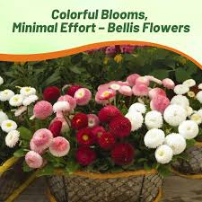 Image result for Bellis