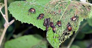 Parasites and predators help in the biological control of this pest. What Is Integrated Pest Management Ipm