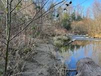 Issaquah Creek Habitat Hike