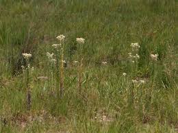 Image result for Pseudognaphalium oligandrum