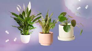 Lavender is one of the most common plants whose smell is known to promote sleep. 18 Best Plants For Bedrooms Swiss Cheese Plant Fiddle Leaf Fig Tree And More Glamour