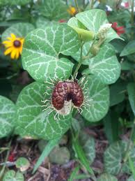 Image result for Aristolochia zenkeri