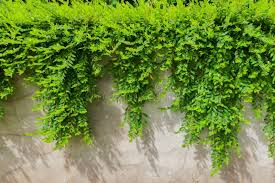 Image result for Phyllanthus mendesii