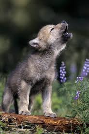 Image result for wolf cub