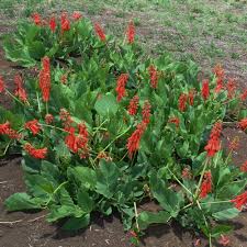 Image result for Erythrina zeyheri